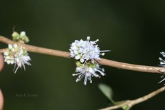 Memecylon flavescens